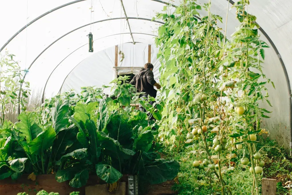 A farmer tending to plants inside a greenhouse filled with lush green vegetables and tomato vines, bathed in natural sunlight filtering through the plastic covering.