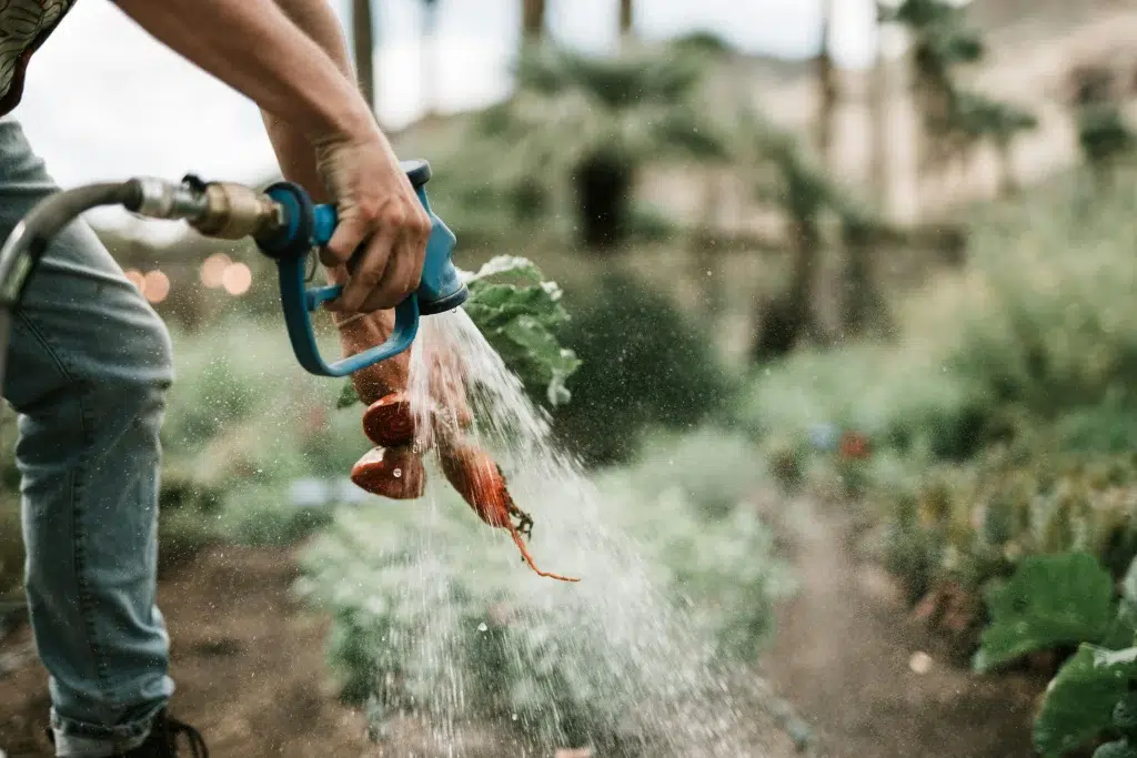 Close-up of a person washing freshly harvested carrots with a hose in an outdoor farm setting, with water splashing and a blurred green landscape in the background. It shows how important is sustainability in fine dining trends